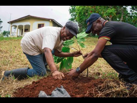 Returning resident Shirlet Mcghan and director general (acting) at JACRA, Mr Wayne Hunter, plants a new cocoa tree at Mcghan’s farm in Clarendon. 