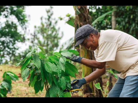 Returning resident Shirlet Mcghan tends to a newly planted cocoa tree on her farm in Brae Head, Clarendon. 