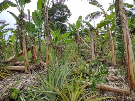 A banana field in Maldon, St James, that was damaged during the passage of Hurricane Beryl. 